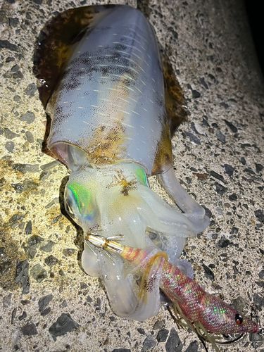アオリイカの釣果