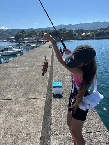 オオモンハタの釣果