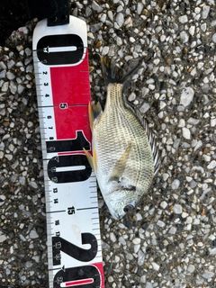キビレの釣果