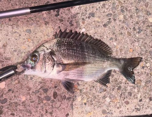 クロダイの釣果