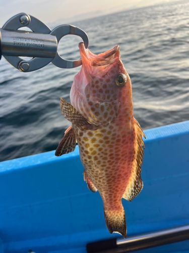 オオモンハタの釣果