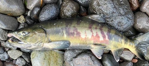 アキアジの釣果