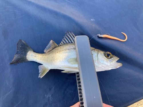 セイゴ（マルスズキ）の釣果