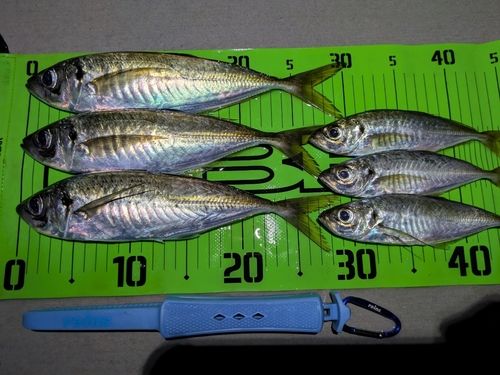 アジの釣果