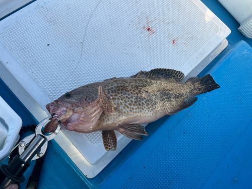 オオモンハタの釣果