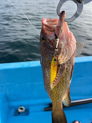 オオモンハタの釣果