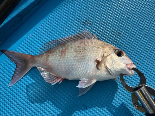 チャリコの釣果