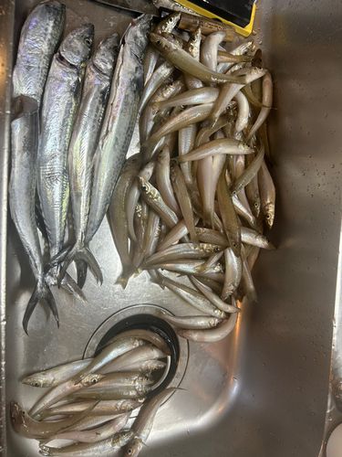 キスの釣果