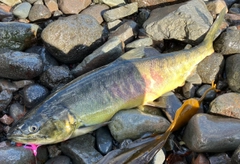 アキアジの釣果