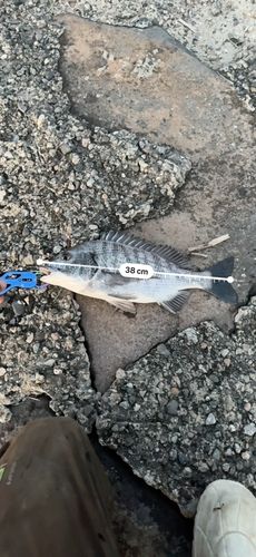 クロダイの釣果