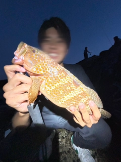 キジハタの釣果