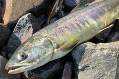 アキアジの釣果