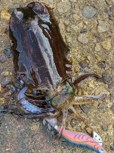 アオリイカの釣果