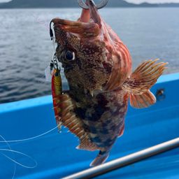 アラカブ
