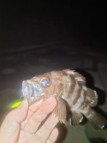 気仙沼湾