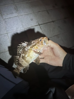 タケノコメバルの釣果