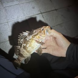 タケノコメバル