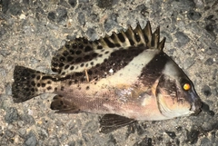 コショウダイの釣果