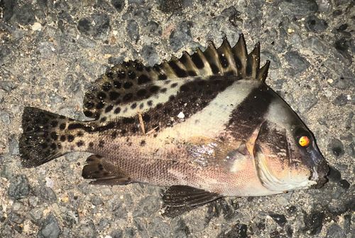 コショウダイの釣果