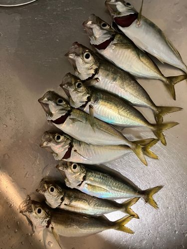 アジの釣果