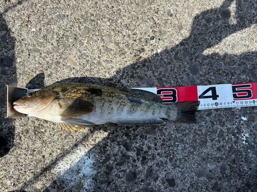 アイナメの釣果