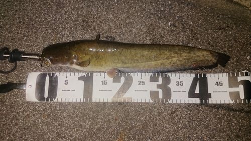 ナマズの釣果