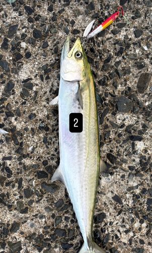 サゴシの釣果