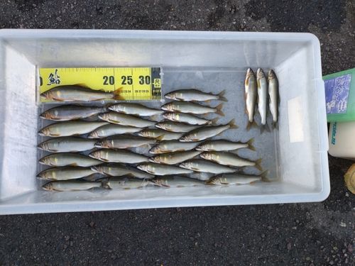 アユの釣果