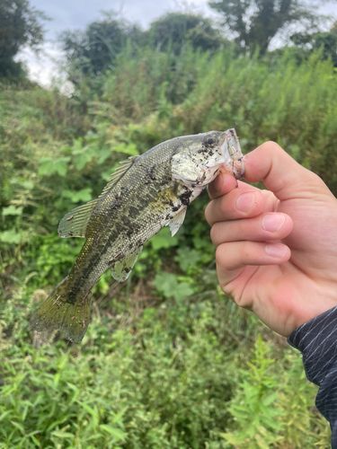奥琵琶湖