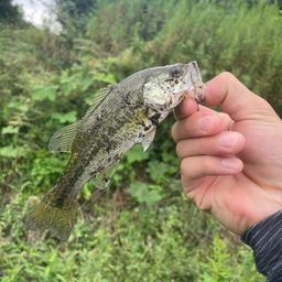 ラージマウスバス