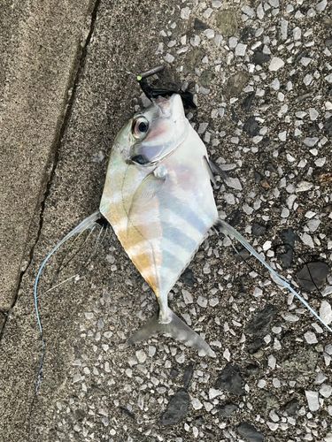 イトヒキアジの釣果