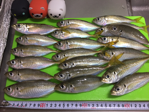 アジの釣果