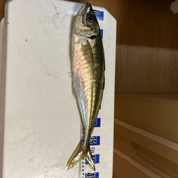 アジ