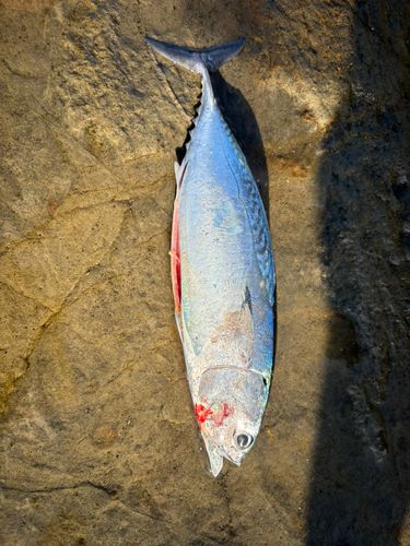 ソウダガツオの釣果