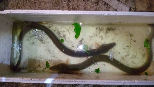 ウナギの釣果