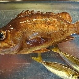 メバル