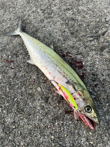サゴシの釣果