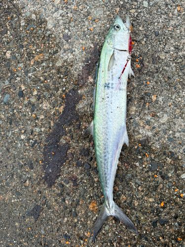 サゴシの釣果