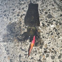 アオリイカ