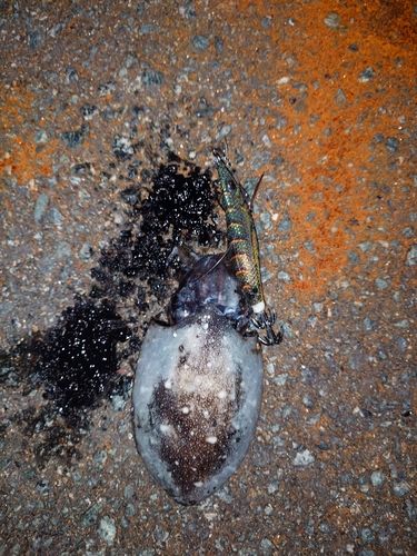 モンゴウイカの釣果