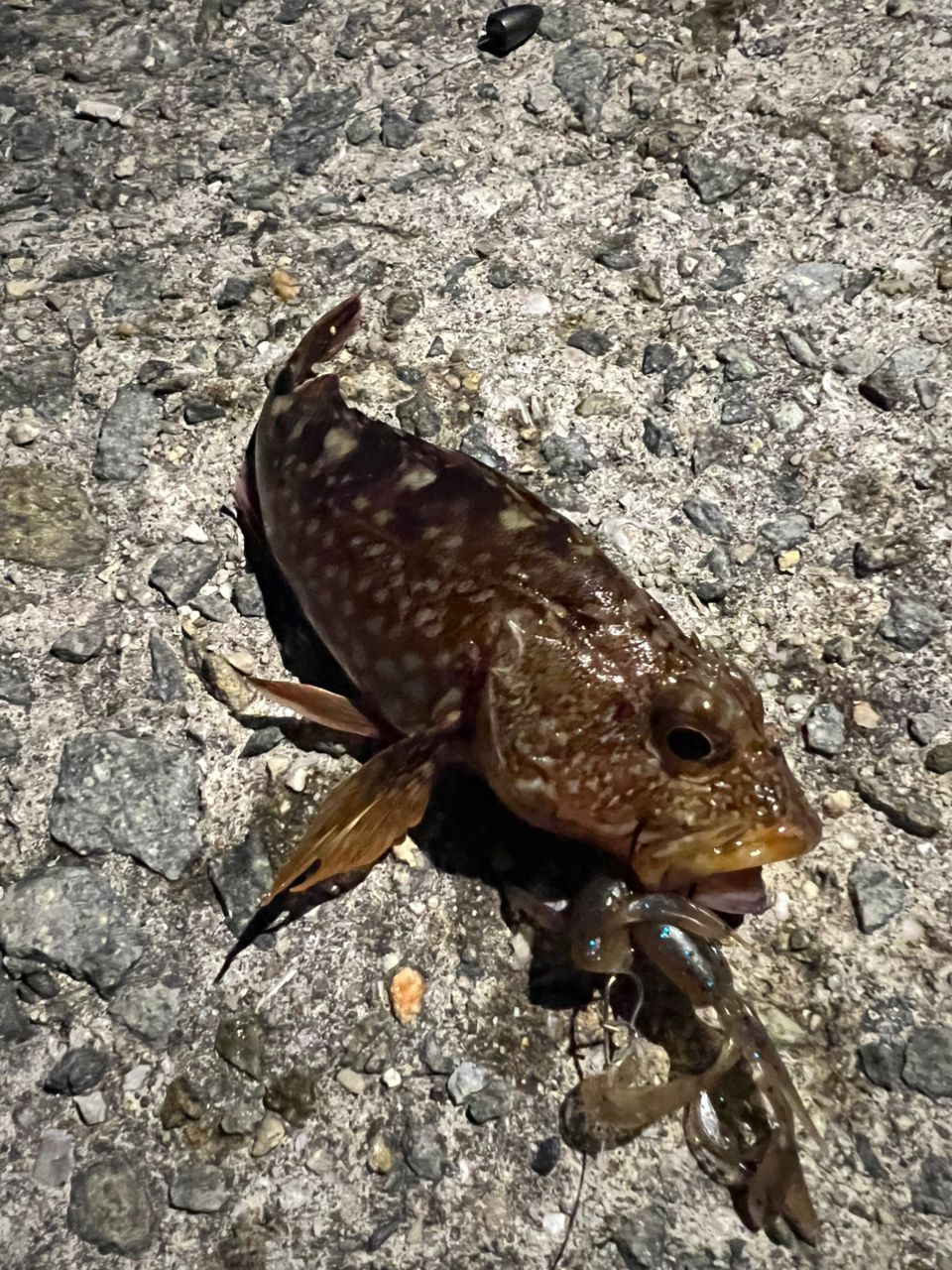 ガシラ