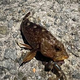 ガシラ