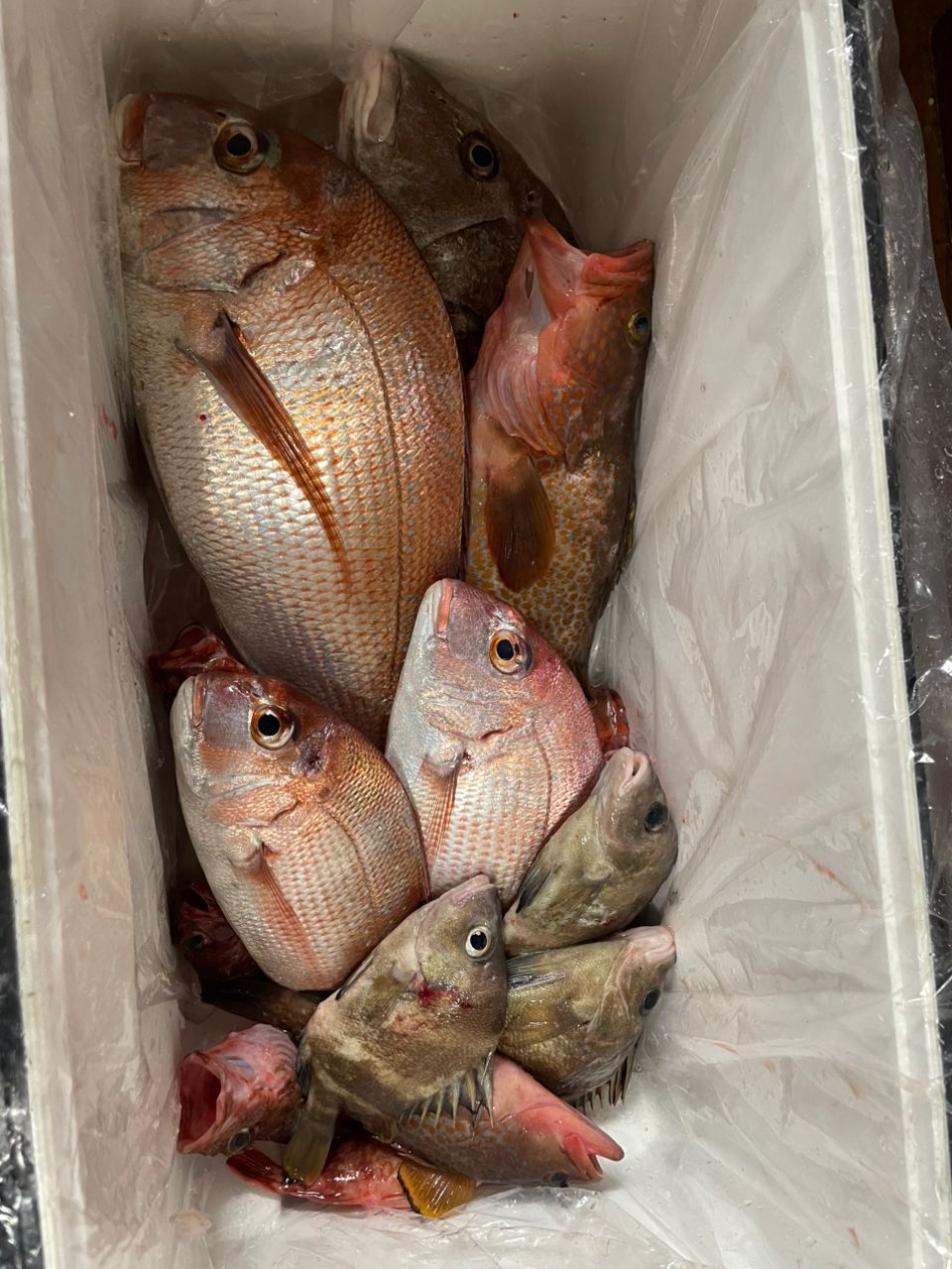 ちゃぼ玉さんの釣果 1枚目の画像