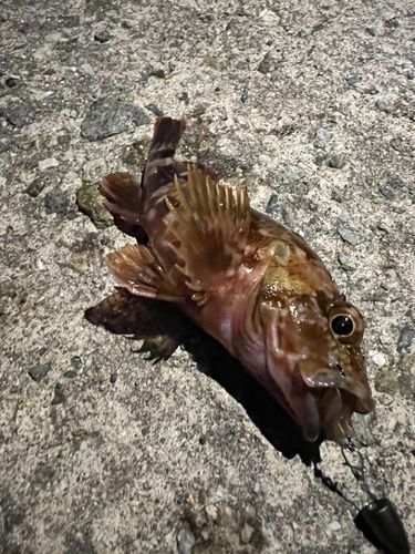 ガシラの釣果