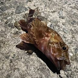 ガシラ