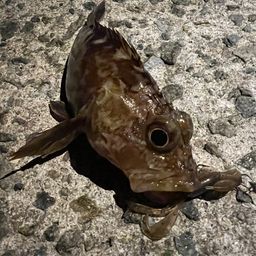 ガシラ