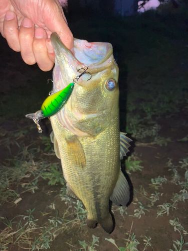 ラージマウスバスの釣果