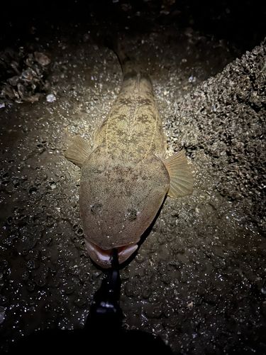 マゴチの釣果