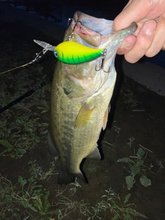 ラージマウスバスの釣果