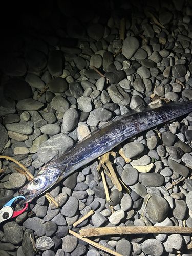 タチウオの釣果